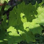 Acanthus hungaricus Folha