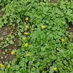 Ranunculus ficariaFlower