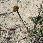 Juncus capitatus Vekstform