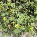 Xanthium orientale موطن