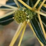 Xanthium spinosum Flor