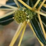 Xanthium spinosum Flower