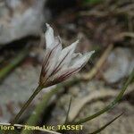 Gagea serotina Flower