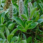 Salix arctica Flower