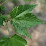 Dombeya acutangula Лист