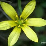 Gagea granatellii Flower