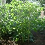 Physalis philadelphica Tervik taim