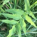 Sium latifolium Hoja