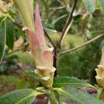 Rhododendron genestierianum