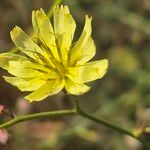 Launaea hafunensis Flower