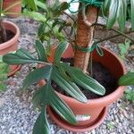 Philodendron pedatum Blad