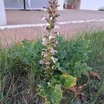 Acanthus mollisBlomst