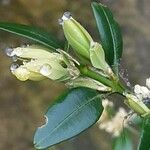 Buxus sempervirens Leaf