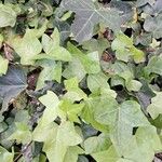 Hedera hibernica Leaf