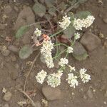 Eriogonum nudum Alkat (teljes növény)