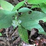 Psychotria horizontalis Lorea