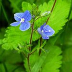 Veronica chamaedrys Flower