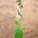 Stachys aculeolata Lapas