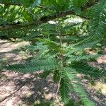 Metasequoia glyptostroboidesHoja