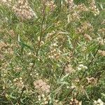 Baccharis spicata Hoja