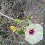 Ipomoea spathulata Flower