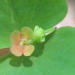Euphorbia dulcis Otro