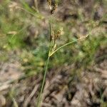 Fimbristylis autumnalis Blüte