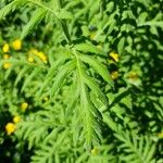 Tanacetum macrophyllum ഇല