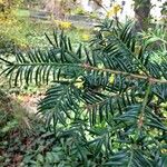 Torreya nucifera 叶