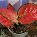 Aglaonema commutatumΦύλλο