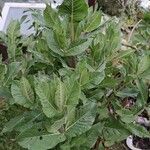 Inula helenium Folha