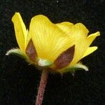 Potentilla argyrophylla Blodyn