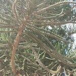 Araucaria heterophyllaপাতা
