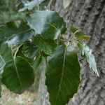 Quercus ×morisii Folha