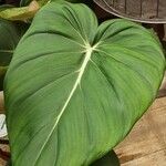 Philodendron gloriosum List