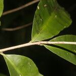 Elvasia elvasioides Leaf