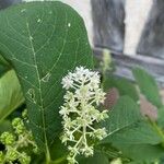 Phytolacca esculenta Квітка