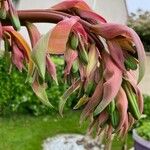 Beschorneria yuccoides Květ