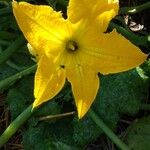 Cucurbita pepoFlower