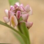 Polystachya rhodoptera Flower