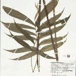 Bactris simplicifrons Folio