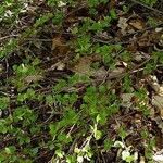 Betula nana Habit