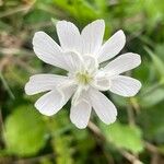 Silene latifolia Цветок