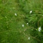 Stellaria graminea Rhisgl