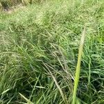 Bromus sterilis Ffrwyth