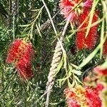 Callistemon viminalis Blomma