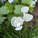 Origanum dictamnus Leaf