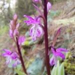 Orchis olbiensis Цвят