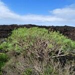 Euphorbia balsamifera Φύλλο