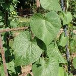 Ipomoea nil Feuille